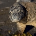 dragon_komodo_hsb_rinca_v_1141_kom2920.jpg
